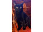 Adopt Daphne a All Black Domestic Shorthair / Mixed (short coat) cat in Gilbert