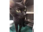 Adopt Kitty Purrs a Domestic Shorthair / Mixed (short coat) cat in Portsmouth