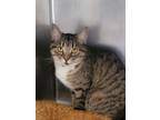 Adopt Bella Mae a Domestic Shorthair / Mixed cat in Portsmouth, VA (38924578)