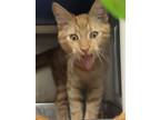 Adopt Pound Cake a Domestic Shorthair / Mixed cat in Portsmouth, VA (39003826)