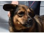 Adopt Finn-FTA a Black Shepherd (Unknown Type) / Mixed dog in Gainesville