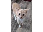 Adopt Tater a Cream or Ivory (Mostly) Domestic Shorthair / Mixed (short coat)