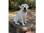 Adopt Rocco a White Labrador Retriever / Mixed dog in Denton, TX (39003400)
