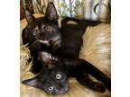 Adopt Elli a Tortoiseshell Domestic Shorthair / Mixed (short coat) cat in