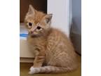 Adopt Grace a Orange or Red (Mostly) Domestic Mediumhair / Mixed (medium coat)