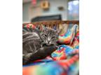 Adopt Echo a Domestic Shorthair / Mixed cat in Kingston, NY (38967557)