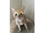 Adopt Gouda a Orange or Red Domestic Shorthair / Mixed (short coat) cat in