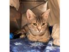 Adopt Brie a Domestic Shorthair / Mixed cat in Kingston, NY (38967558)