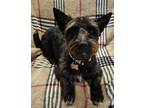 Adopt Cooper 23 - PENDING! a Black Scottie, Scottish Terrier / Mixed dog in