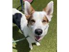 Adopt marty a White Mixed Breed (Large) / Mixed dog in Port St Lucie