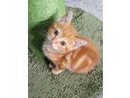 Adopt Hashbrown a British Shorthair / Mixed (short coat) cat in Buford
