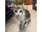 Adopt Meow a Calico or Dilute Calico Domestic Shorthair / Mixed cat in Madison