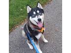 Adopt Diesel a Black Husky / Mixed dog in Madison, WI (38934638)