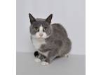 Adopt Ezra a Gray, Blue or Silver Tabby Domestic Shorthair (short coat) cat in