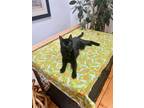 Adopt Beethoven a All Black Domestic Shorthair cat in Brooklyn, NY (38919834)