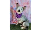 Adopt Tosha a White - with Gray or Silver Standard Schnauzer / Mixed dog in