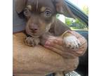 Adopt Phoebe a Mixed Breed (Medium) / Mixed dog in Rancho Santa Fe