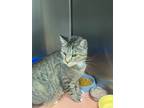 Adopt Oreo a Brown or Chocolate Domestic Shorthair cat in Kingman, AZ (38982780)