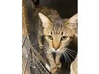 Adopt Mokie a Brown or Chocolate Domestic Shorthair cat in Kingman