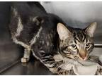 Adopt Foldgers a Brown or Chocolate Domestic Shorthair cat in Kingman