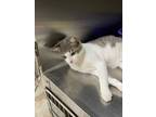 Adopt Seven* a Gray or Blue Domestic Shorthair cat in Kingman, AZ (38920040)