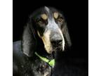 Adopt Billie Jean a Black Bluetick Coonhound / Mixed dog in Harrisonburg