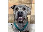 Adopt Matt a Gray/Blue/Silver/Salt & Pepper American Staffordshire Terrier /