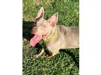 Adopt Eren a Tan/Yellow/Fawn American Pit Bull Terrier / Mixed dog in