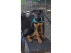 Adopt Jean a Brown/Chocolate Hound (Unknown Type) / Mixed dog in Gainesville