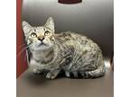 Adopt Pumpkin a Gray or Blue Domestic Shorthair / Domestic Shorthair / Mixed cat