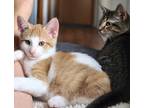 Adopt Petro a Orange or Red Domestic Shorthair / Domestic Shorthair / Mixed cat