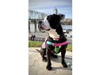 Adopt Evian a Black Mixed Breed (Large) / Mixed dog in Cincinnati, OH (38958008)