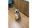 Adopt Lyra a Brown/Chocolate Boxer / Mixed dog in Baton Rouge, LA (38998228)