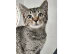 Adopt Orchid a Gray or Blue Domestic Shorthair / Domestic Shorthair / Mixed cat
