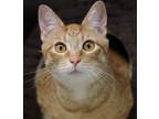 Adopt Joey a Orange or Red Domestic Shorthair / Domestic Shorthair / Mixed cat