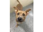 Adopt 53992216 a Brown/Chocolate American Pit Bull Terrier / Mixed dog in Baton