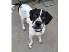 Adopt JACKSON a White - with Black English Pointer / Mixed dog in Lincoln
