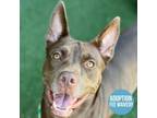 Adopt Honor a Brown/Chocolate American Pit Bull Terrier / Husky / Mixed dog in