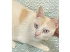 Adopt Poe a Cream or Ivory (Mostly) Siamese (short coat) cat in Leesburg