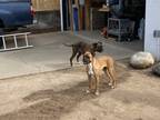 Adopt Ella a Brindle Boxer / Mixed dog in San Diego, CA (38973031)
