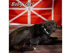 Adopt Baby Girl a Black Mixed Breed (Medium) / Mixed dog in Anderson