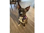 Adopt Jasper-Ask about me, I am in a foster home! a Brindle Mixed Breed (Medium)