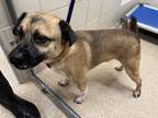 Adopt Marco - Rescue Only a Brown/Chocolate Pug / Mixed dog in Arlington