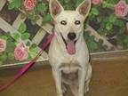 Adopt Frost - Rescue Only a White Shepherd (Unknown Type) / Mixed dog in