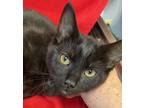 Adopt Gozo a Black (Mostly) Domestic Shorthair (short coat) cat in Leesburg