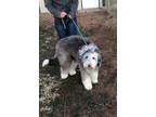 Adopt Annabelle a Gray/Silver/Salt & Pepper - with White Bearded Collie / Mixed