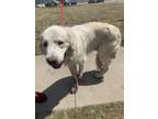 Adopt Jun Pyo a White Great Pyrenees / Mixed dog in Fort Worth, TX (38996264)