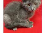 Adopt Figi a Gray or Blue Russian Blue (short coat) cat in Leesburg