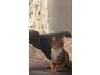 Adopt Sophie a Orange or Red Domestic Shorthair / Domestic Shorthair / Mixed cat