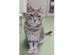 Adopt Charlotte a Gray or Blue Domestic Shorthair / Domestic Shorthair / Mixed